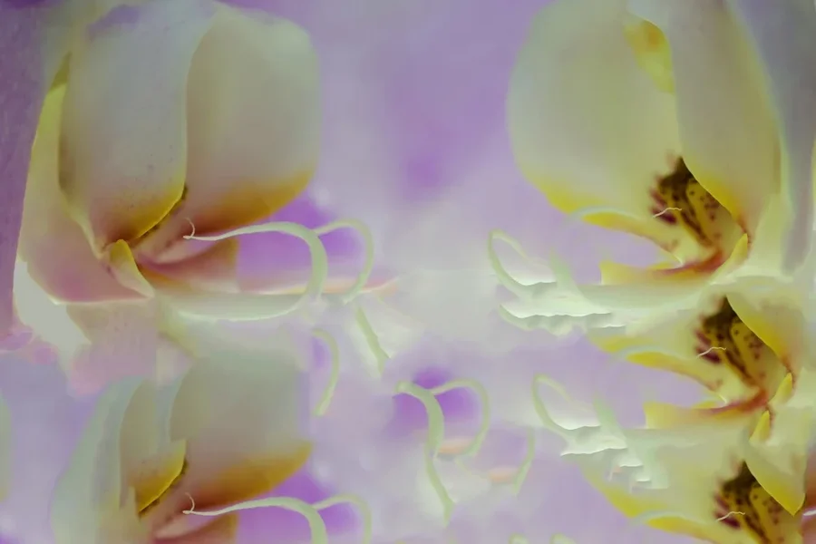 OrchideeRosaGOSSIPTRATSCHSL2Si105Mac_999x666.webp