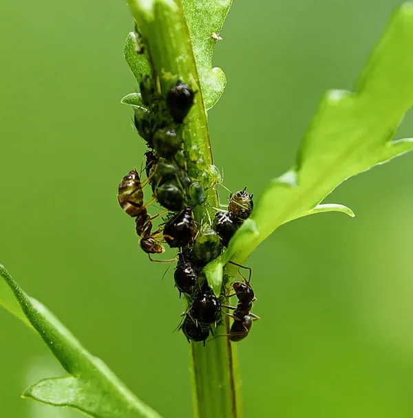 Garten 2020-211-2_DxO-Bearbeitet.webp