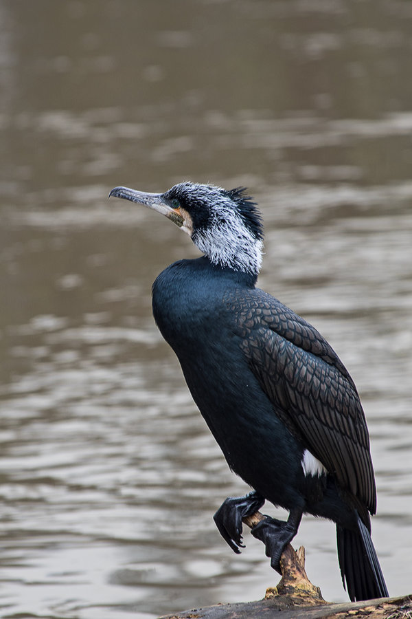 K3__0685-kl.jpg