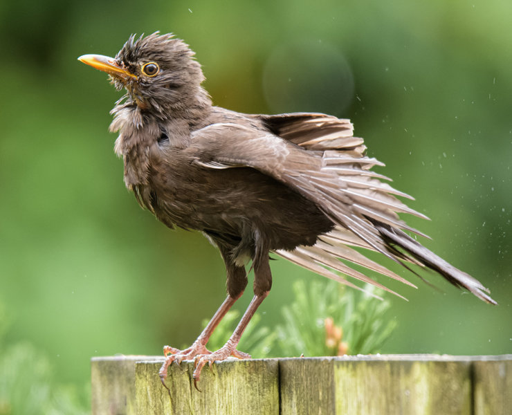 Juli 2017-45_DxO-Bearbeitet.jpg