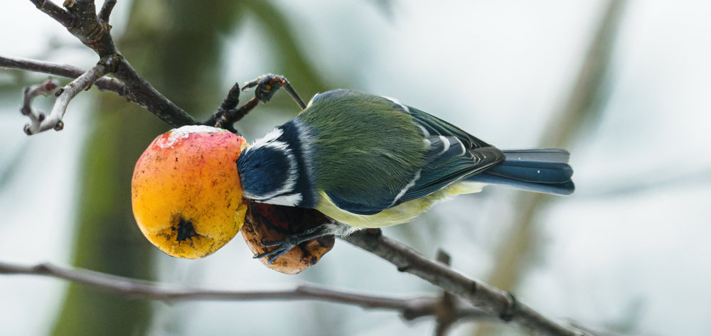 Vögel 2021-1181_DxO-Bearbeitet.jpg