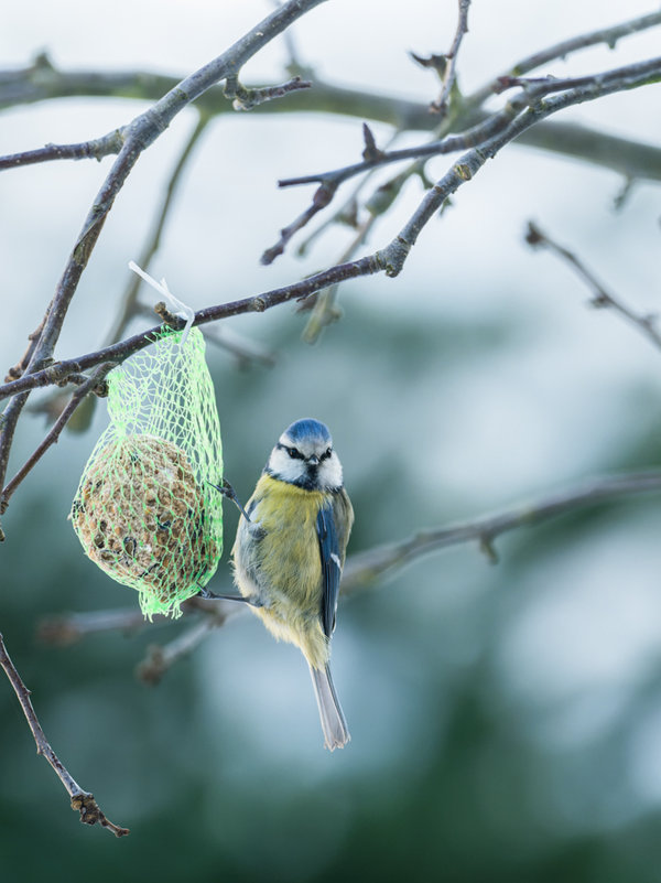 Vögel 2021-1223_DxO-Bearbeitet.jpg