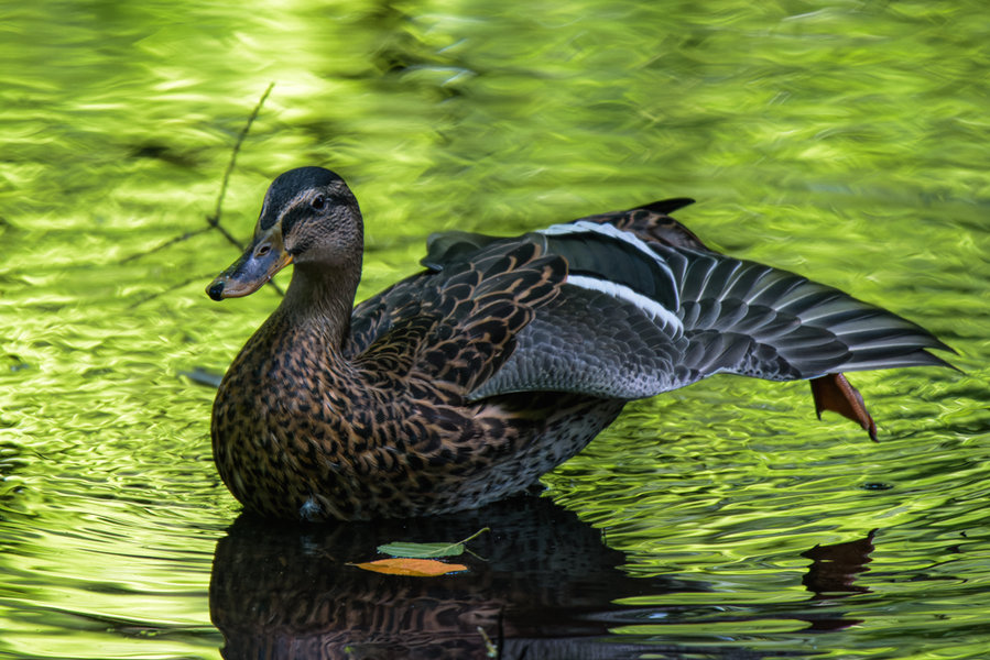 August 2015-27_DxO-Bearbeitet.jpg