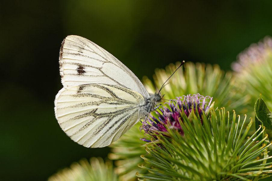 Bunter Garten (212 von 118)_DxO-Bearbeitet.jpg