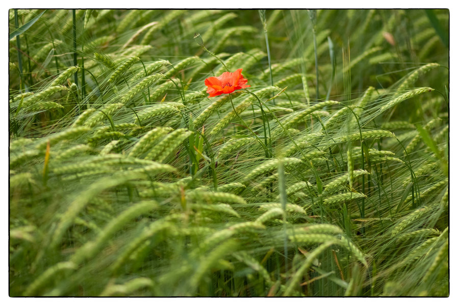 Mohn.jpg