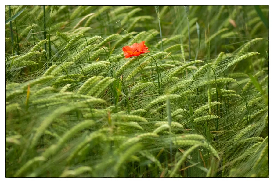Mohn.jpg