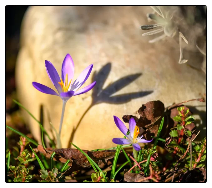 Frühling.jpg
