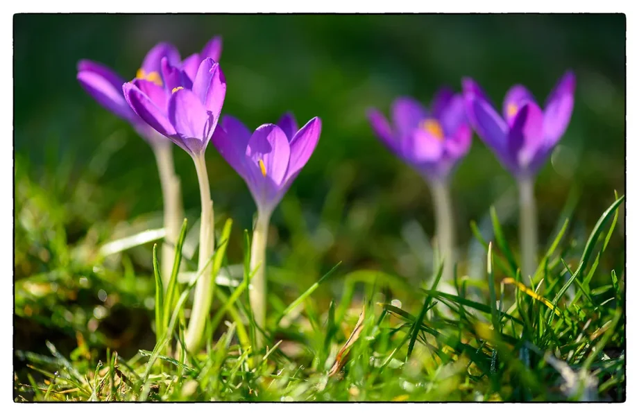 Frühling-2.webp