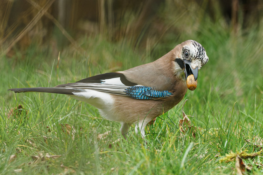 Vögel 2021-1254_DxO-Bearbeitet.jpg