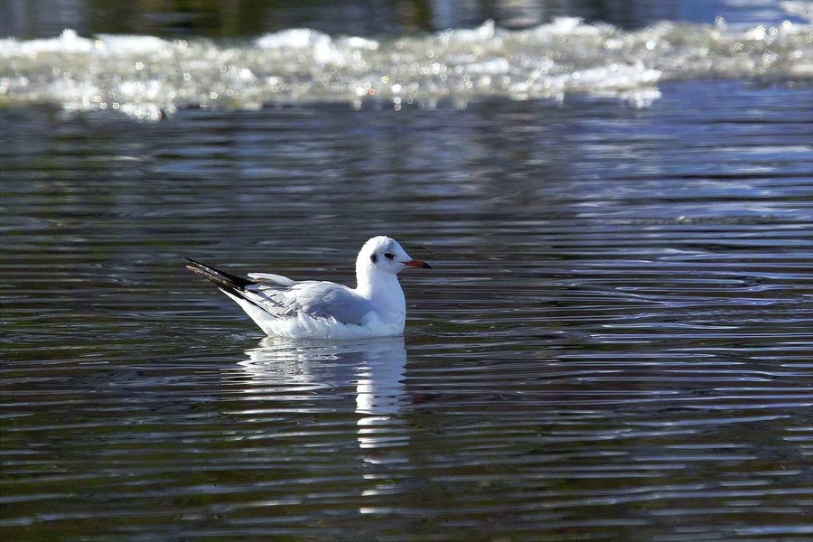 IMG20693-a.jpg IMG20693-a.jpg