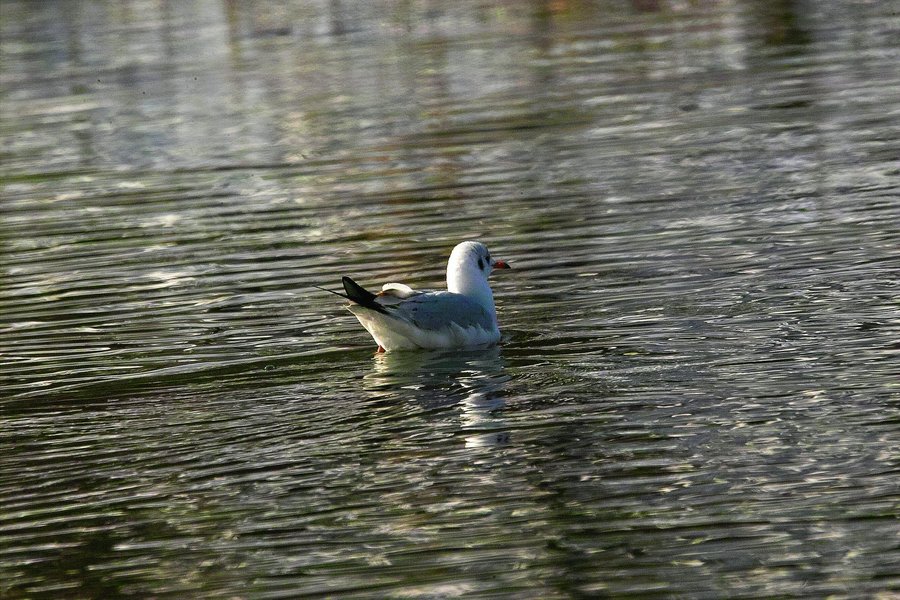 IMG20695-a.jpg IMG20695-a.jpg