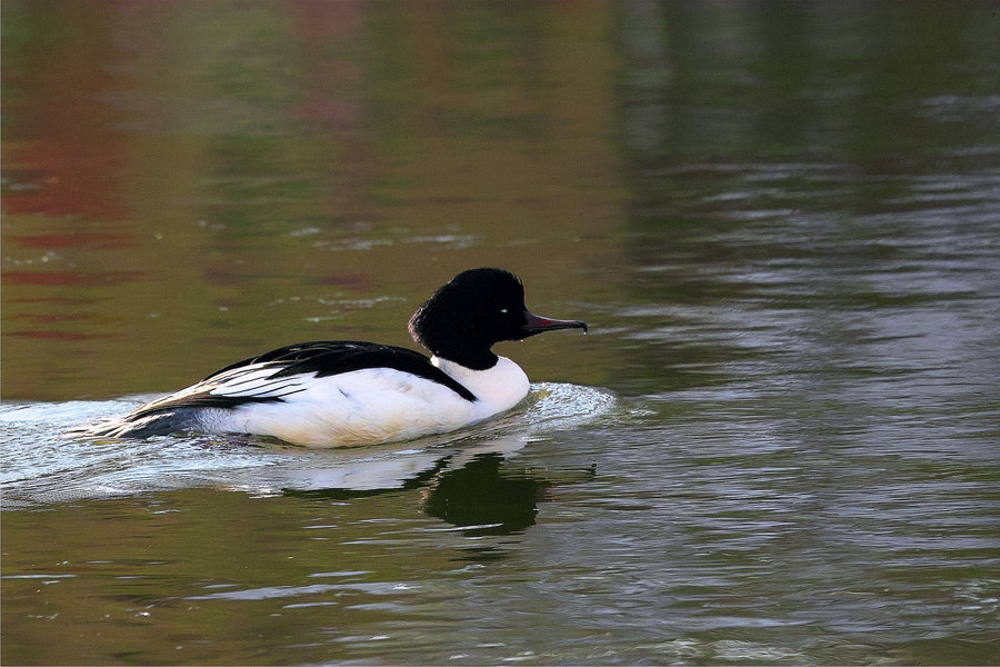 IMG20748 Kopie-xx.jpg IMG20748 Kopie-xx.jpg