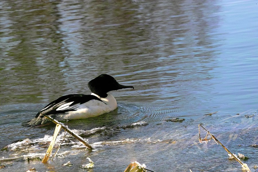 IMG20778-a.jpg IMG20778-a.jpg