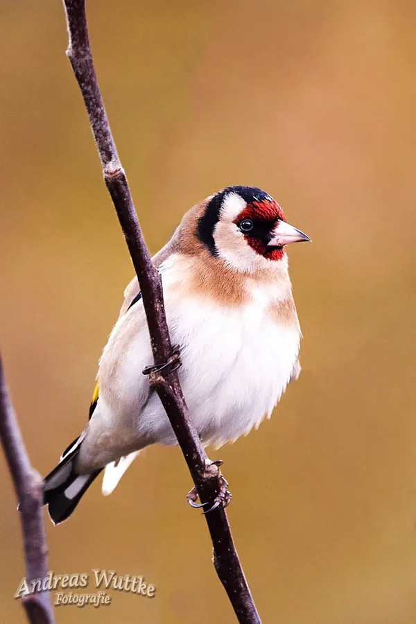 D75_3651_C1.webp