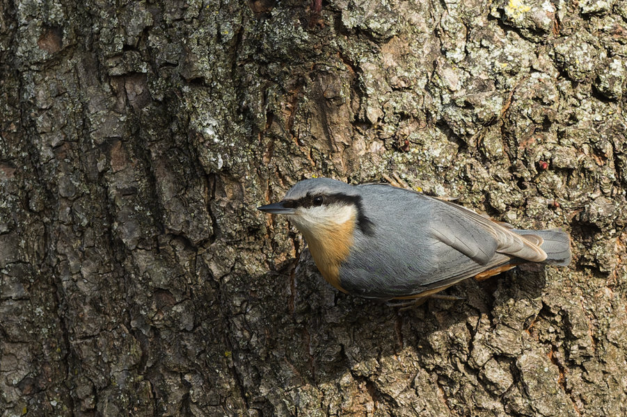 Beller Mühle Park 2021-97_DxO-Bearbeitet.jpg Beller Mühle Park 2021-97_DxO-Bearbeitet.jpg