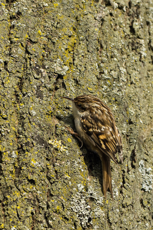 Beller Mühle Park 2021-151_DxO-Bearbeitet.jpg