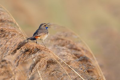 Blaukehlchen_5534a_2_NiFo.jpg