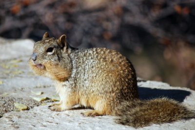 item Squirrel Grand Canyon.JPG