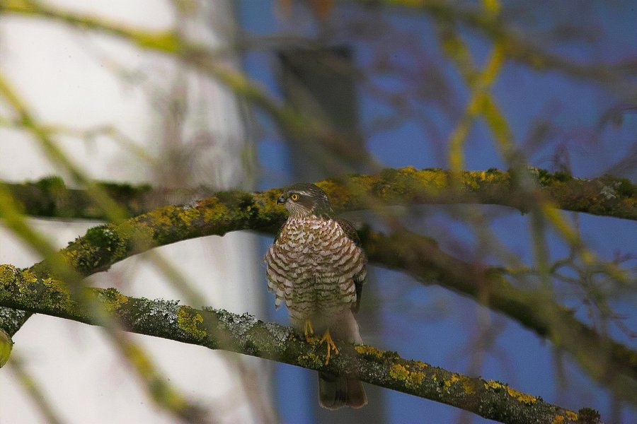 IMG21387-a.jpg IMG21387-a.jpg