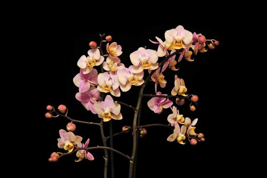 OrchideeRotkleinGANZERSTOCKaufSCHWARZKURZTOPFSl22490NURBLÜTEN_999x666.webp