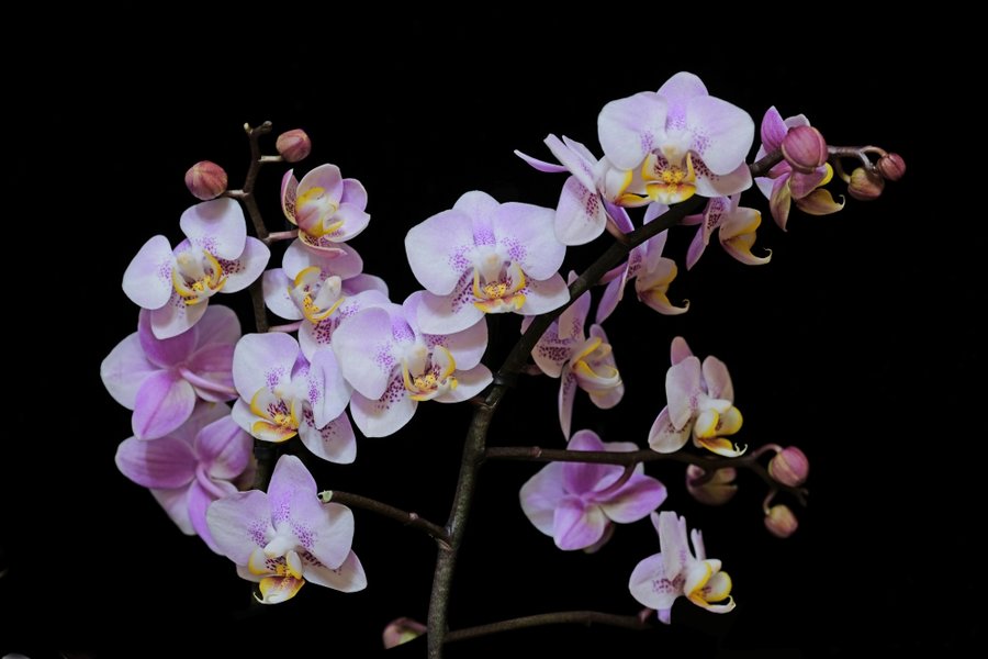 OrchideeRotkleinnurBlütenaufSchwarzSL2SiMac105_998x666.jpg