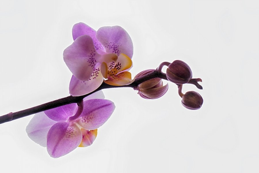 OrchideeRotkleinSl224490AUSHDRGRADAUTODENOISE_999x666.jpg