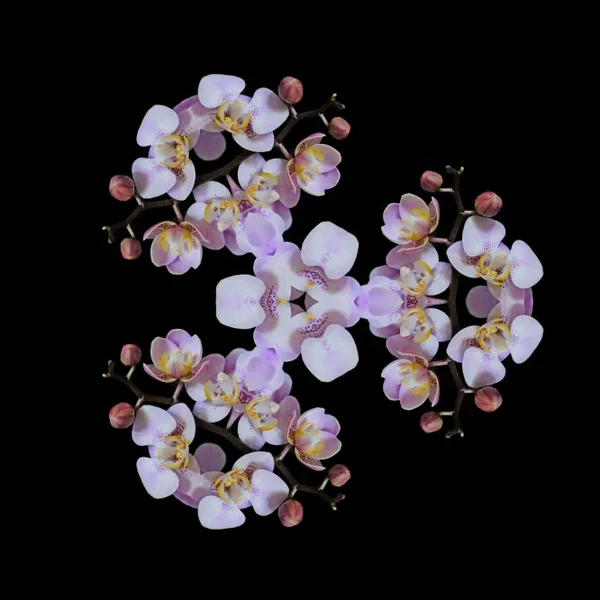 OrchideeRotkleinnurBlütenaufSchwarzSL2SiMac105Multi3AUSQUADrAT_666x666.webp