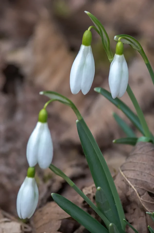 20210227-IMGP5814 Hain.webp
