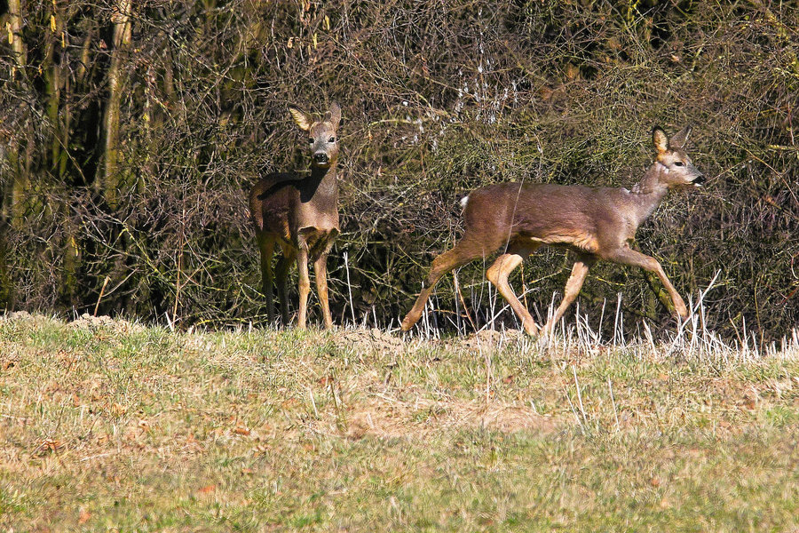 IMG21076-x.jpg