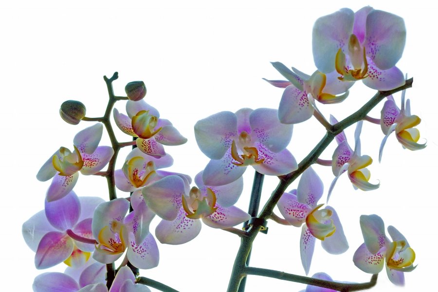 OrchideeRotkleinGanzaufWeissCL60MacCROP_999x666.jpg