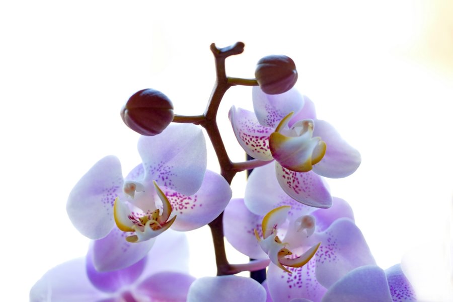 OrchideeRotZweiglAUFRECHTaufWeissCL60Mac_999x666.jpg