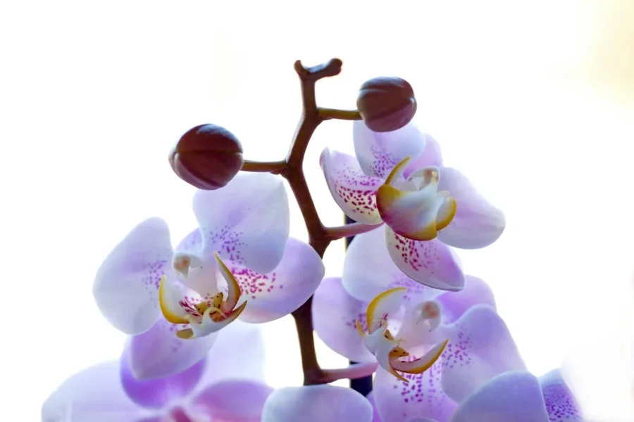 OrchideeRotZweiglAUFRECHTaufWeissCL60Mac_999x666.webp