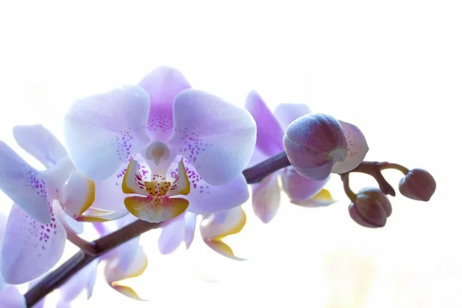 OrchideeRotZweiglQueraufWeissCL60Mac_999x666.webp