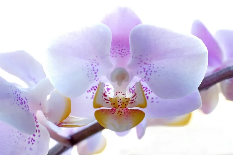 OrchideeRotBLÜTEGROSSQueraufWeissCL60Mac_999x666.webp