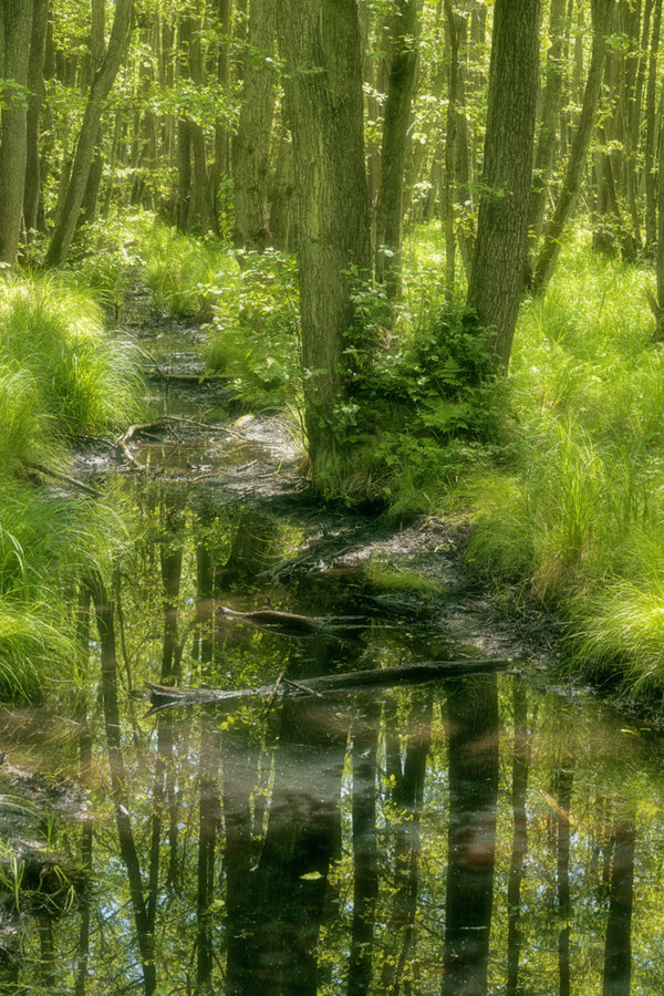 Juni 2017-605_DxO-Bearbeitet.jpg Juni 2017-605_DxO-Bearbeitet.jpg