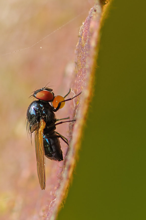 Galgenberg 22.09.13 (56 von 101)_DxO-Bearbeitet.jpg