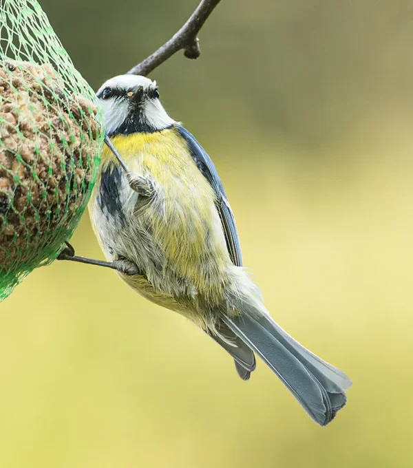 Vögel 2021-1502_DxO-Bearbeitet.webp