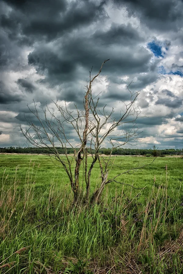 Nehringen Mai 2015_0074-Bearbeitet-Bearbeitet.webp