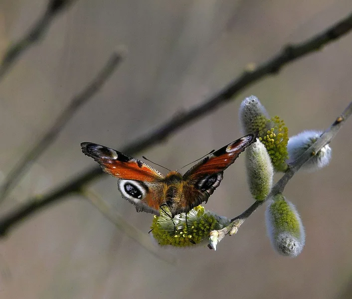 IMG21640-x.webp