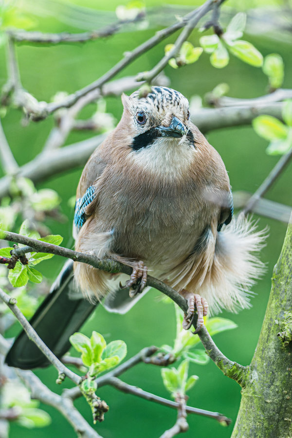 Vögel 2021-1719_DxO-Bearbeitet.jpg