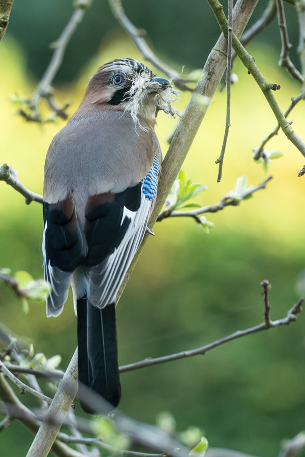 Vögel 2021-1783_DxO-Bearbeitet.jpg