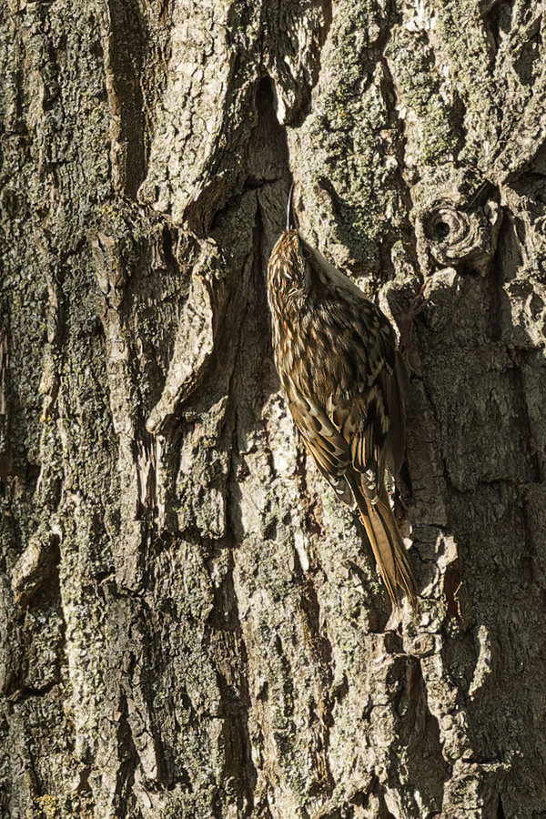 Beller Mühle Park 2021-490_DxO-Bearbeitet.jpg