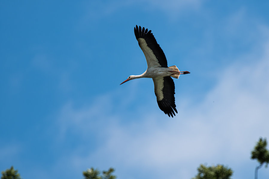 Juni 2015-296_DxO-Bearbeitet.jpg