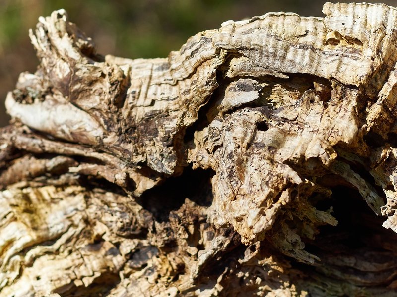 2021-04-11_OLYMPUS_OM_ZUIKO_50mm_AN_OLYMPUS_OM-D_E-M1_4110309_0001.jpg 2021-04-11_OLYMPUS_OM_ZUIKO_50mm_AN_OLYMPUS_OM-D_E-M1_4110309_0001.jpg