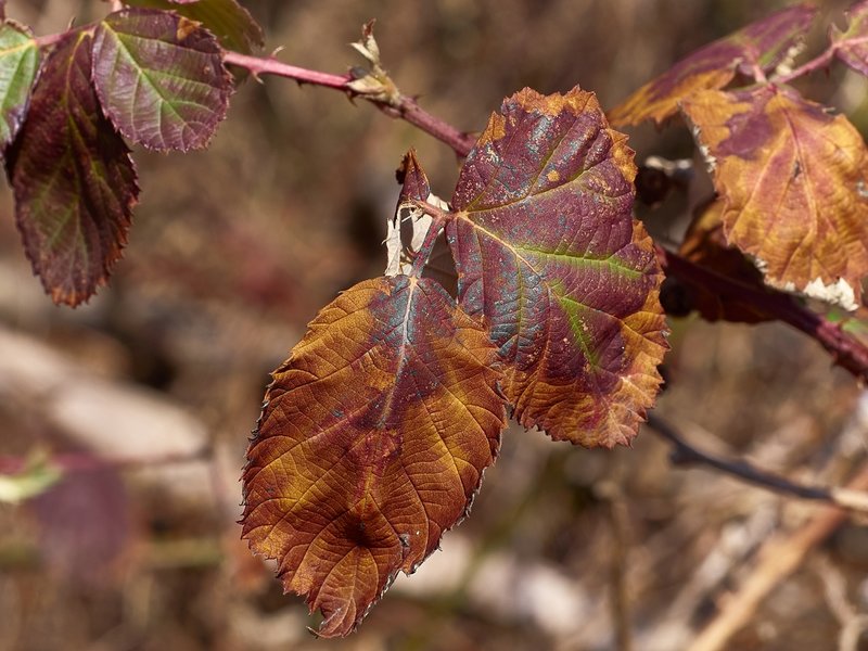 2021-04-11_OLYMPUS_OM_ZUIKO_50mm_AN_OLYMPUS_OM-D_E-M1_4110325_0001.jpg 2021-04-11_OLYMPUS_OM_ZUIKO_50mm_AN_OLYMPUS_OM-D_E-M1_4110325_0001.jpg