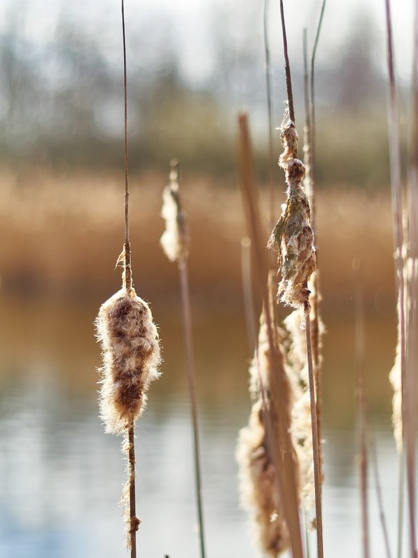 2021-04-11_OLYMPUS_OM_ZUIKO_50mm_AN_OLYMPUS_OM-D_E-M1_4110355_0001.jpg 2021-04-11_OLYMPUS_OM_ZUIKO_50mm_AN_OLYMPUS_OM-D_E-M1_4110355_0001.jpg