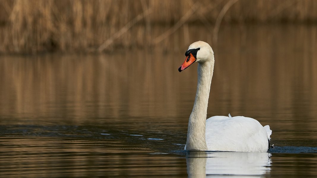 2021-04-11_AM_KLEINEN_SEE_SCHWAN_DSC3098.jpg