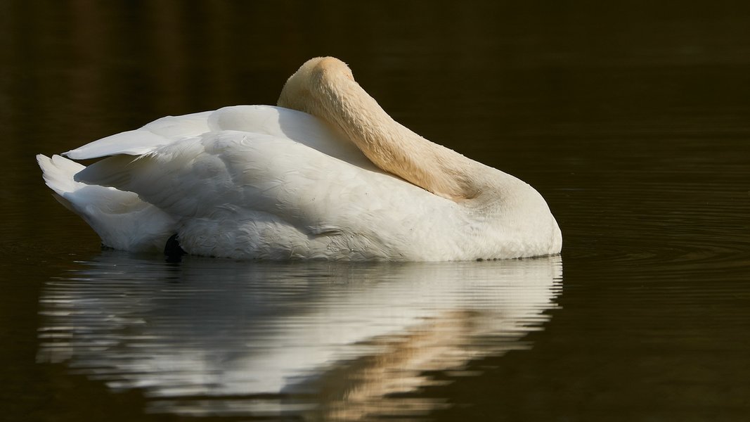 2021-04-11_AM_KLEINEN_SEE_SCHWAN_DSC3285.jpg