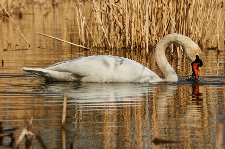 2021-04-11_AM_KLEINEN_SEE_SCHWAN_DSC3196.jpg
