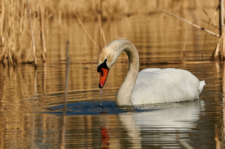 2021-04-11_AM_KLEINEN_SEE_SCHWAN_DSC3204.jpg